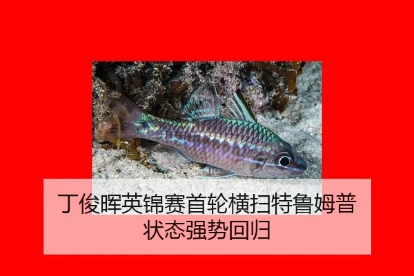 丁俊晖英锦赛首轮横扫特鲁姆普 状态强势回归