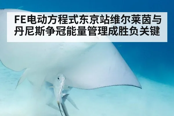 FE电动方程式东京站维尔莱茵与丹尼斯争冠能量管理成胜负关键